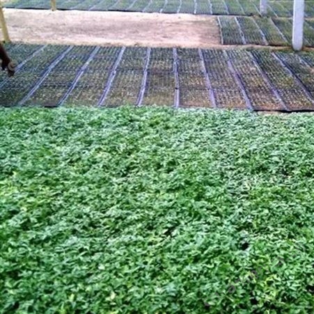 营养草炭土 花卉苗圃铺面拌土 改良通用肥料育苗基质 有机基质