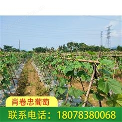 广西桂林灌阳绿优铁柱冬瓜8月15号上市