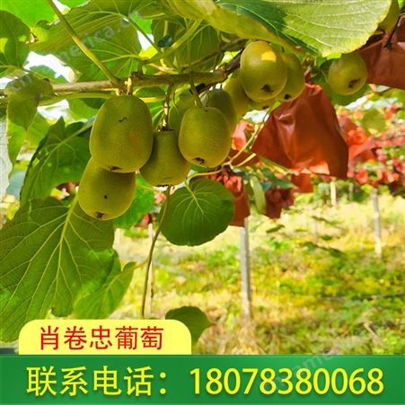 广西桂林红心猕猴桃果园新鲜采摘直供