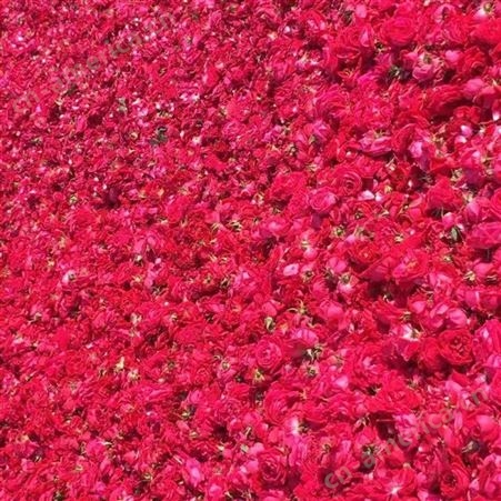 林芝地区进口玫瑰花 玫瑰花瓣 专注品质鲜切花卉 工厂