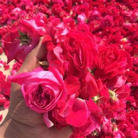 林芝地区进口玫瑰花 玫瑰花瓣 专注品质鲜切花卉 工厂
