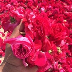 绵阳市进口玫瑰花 玫瑰花瓣 厂家规格鲜切花卉 供应商