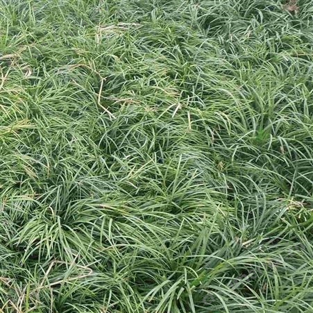 丹麦草基地 多规格园林绿化丹麦草 草坪 麦冬草,月季