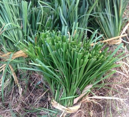 绿化丹麦草种植 麦冬草施工 家庭绿化草坪  混播草皮