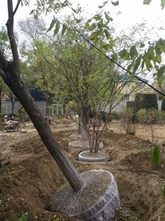 树木移植 树木移植厂家 北京翠琳园林树木移植移栽